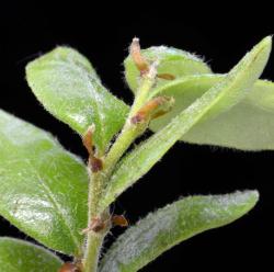 Fuscospora solandri: leaves (adaxial side) and stipules basally attached at the stem-leaf axials - close to falling.
 Image: K.A. Ford © Landcare Research 2015 CC BY 3.0 NZ